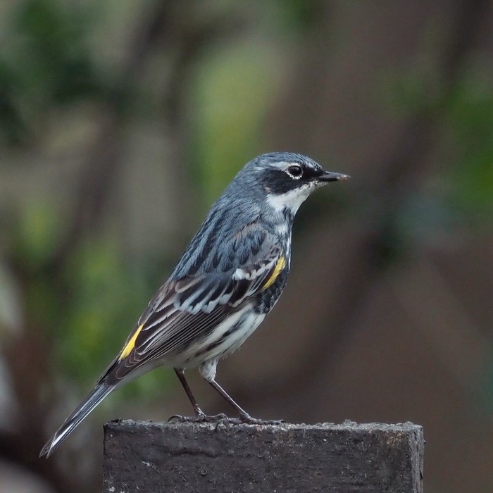 Myrtle Warbler