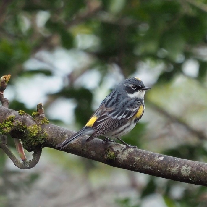 Myrtle Warbler