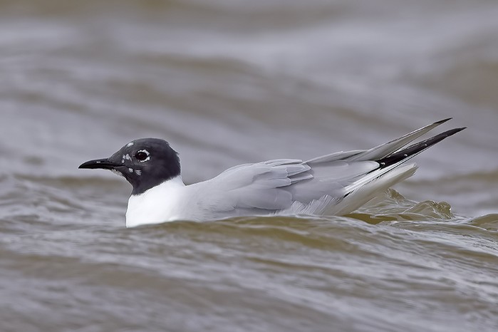 Bonaparte's Gull