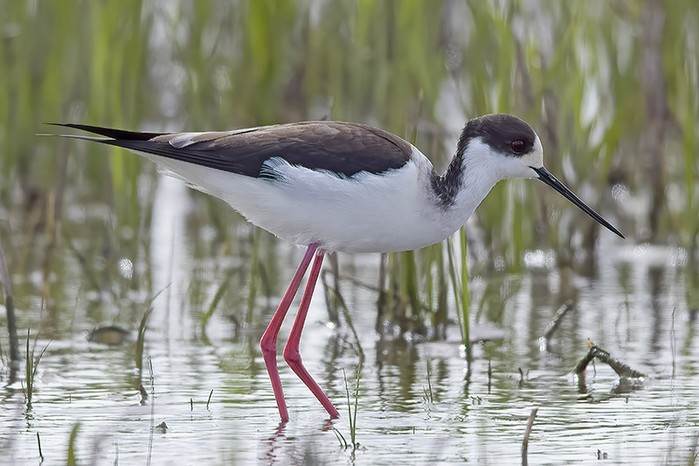 Black-winged Stilt