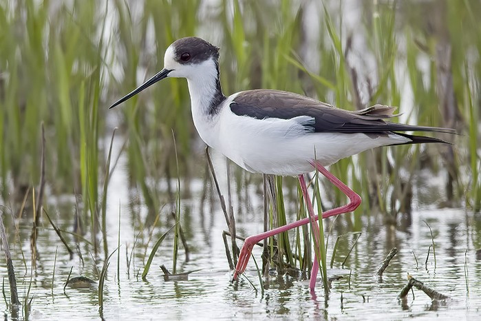Black-winged Stilt