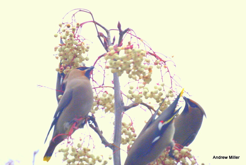 Waxwing