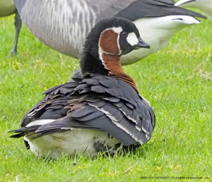 Red-breasted Goose