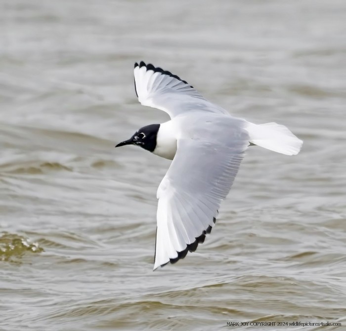 Bonaparte's Gull