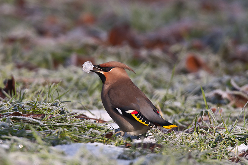 Waxwing