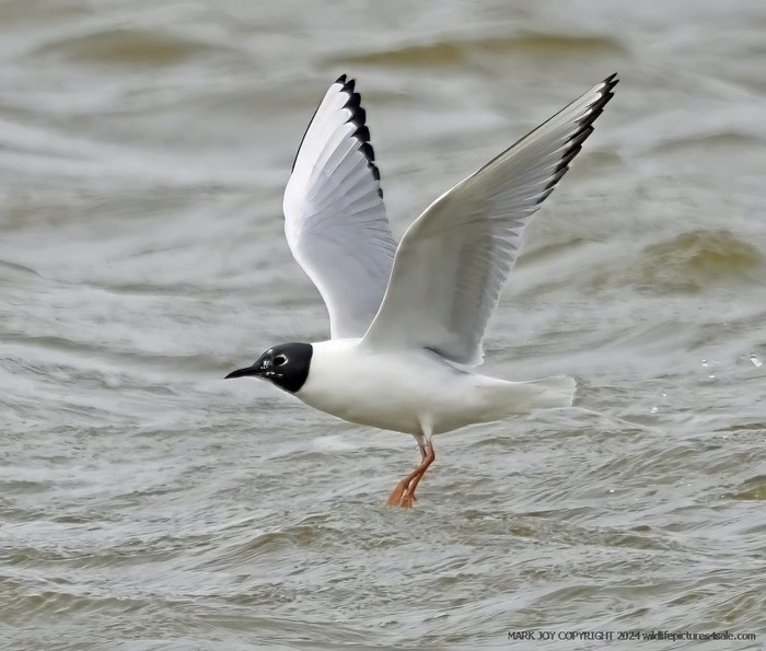Bonaparte's Gull