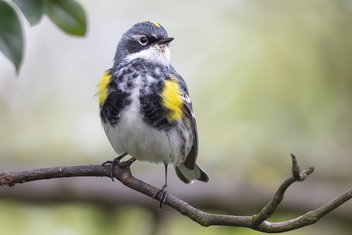 Myrtle Warbler