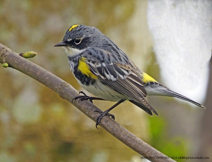 Myrtle Warbler