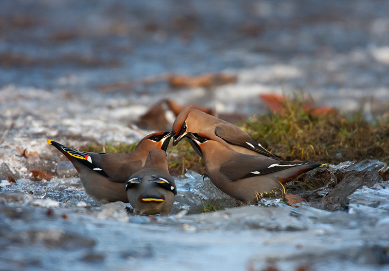 Waxwing