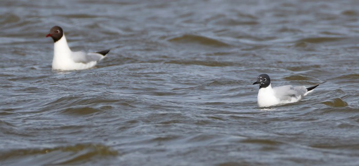 Bonaparte's Gull