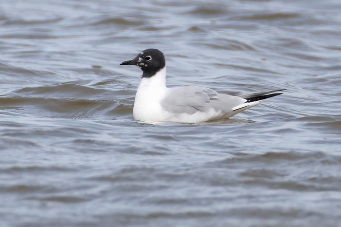 Bonaparte's Gull