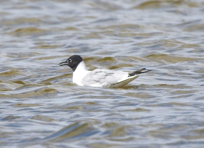 Bonaparte's Gull