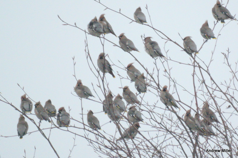 Waxwing