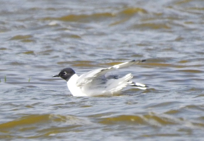 Bonaparte's Gull