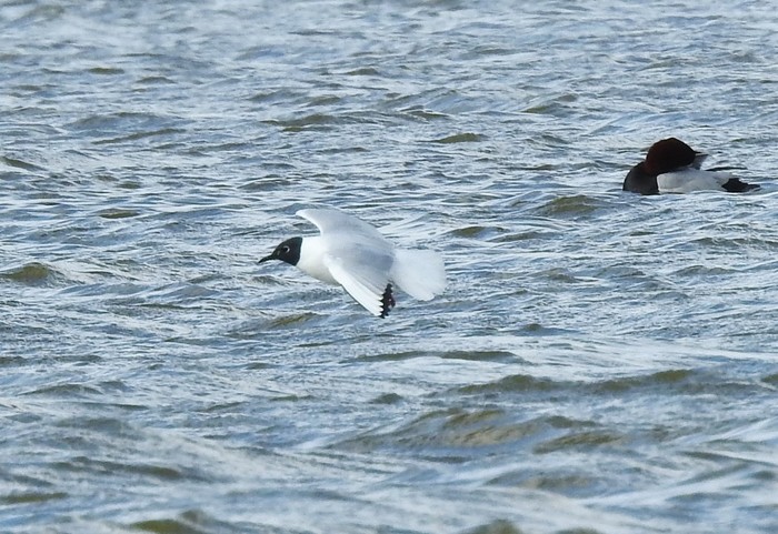 Bonaparte's Gull