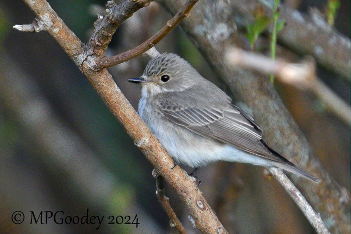 Spotted Flycatcher