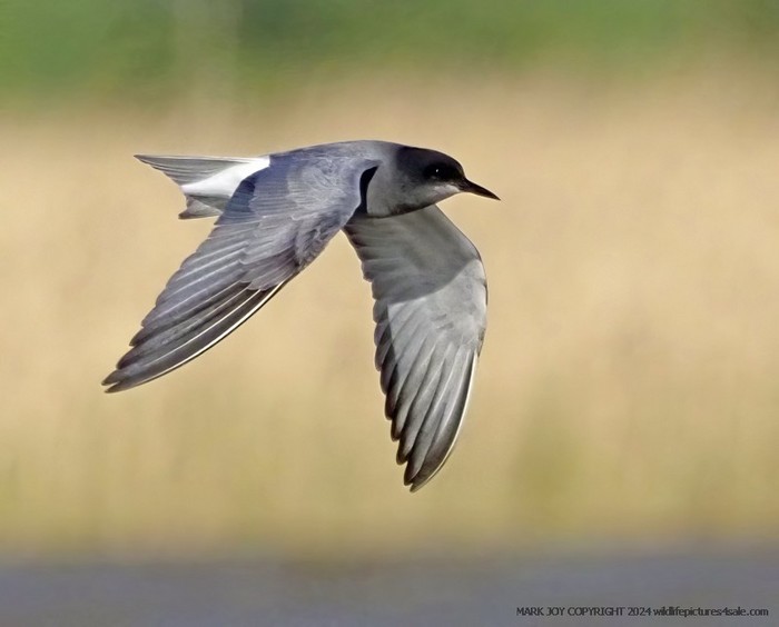 Black Tern
