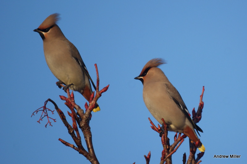 Waxwing