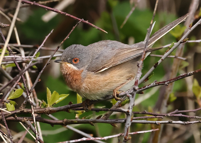 Western Subalpine Warbler