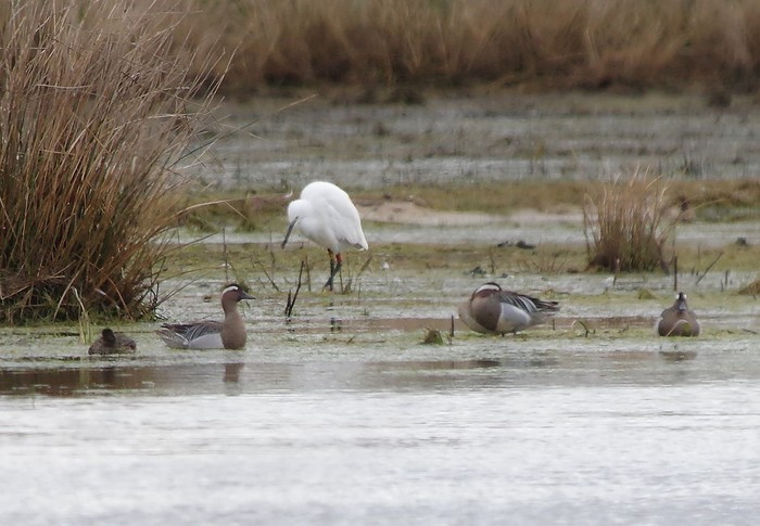 Garganey