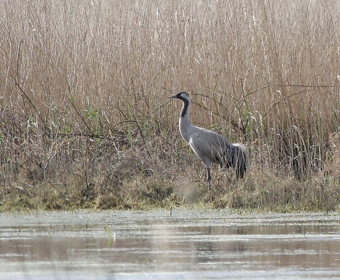 Common Crane