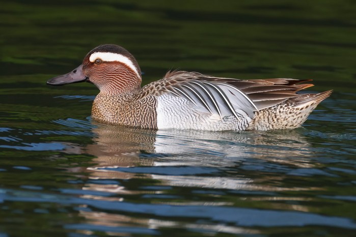 Garganey