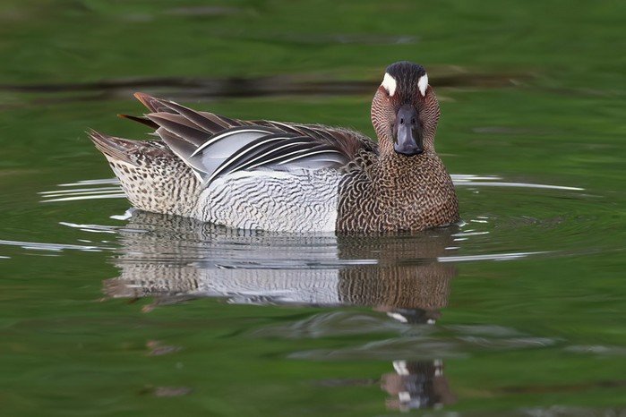 Garganey