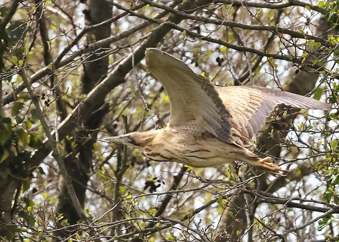 Bittern