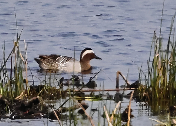 Garganey