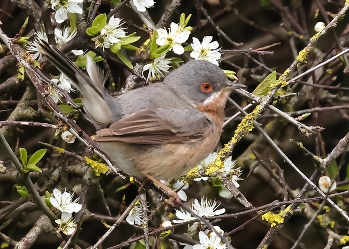 Western Subalpine Warbler