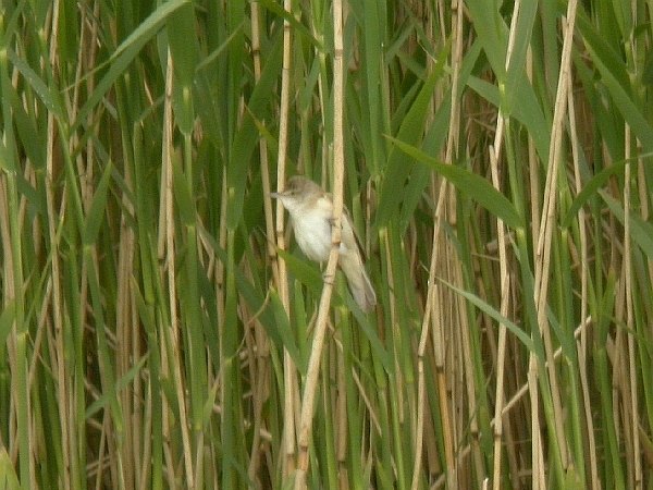 Great Reed Warbler