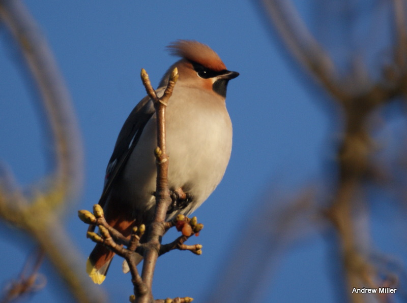 Waxwing