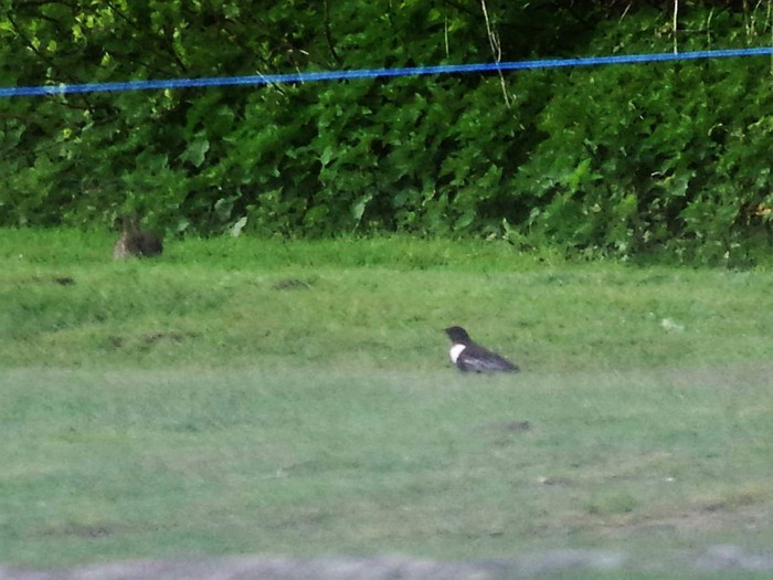 Ring Ouzel