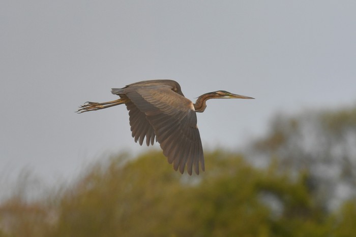 Purple Heron