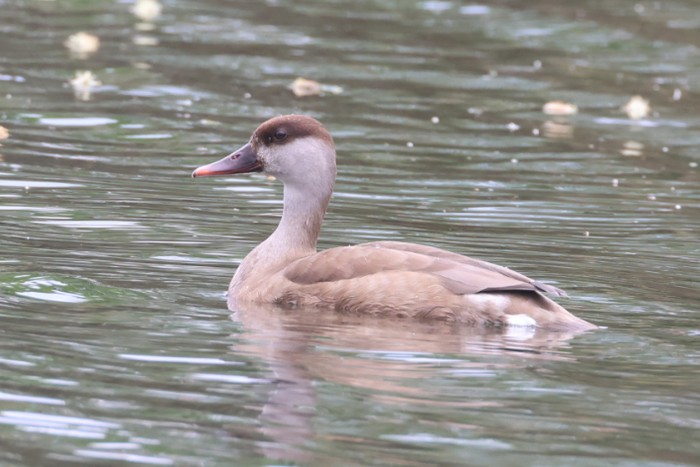 Red-crested Pochard