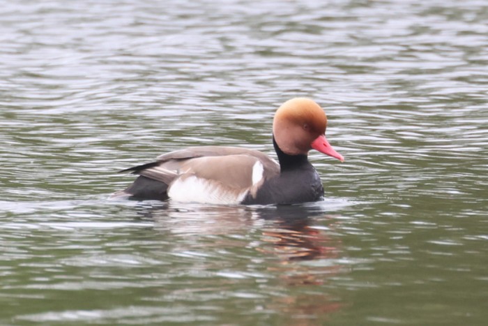 Red-crested Pochard