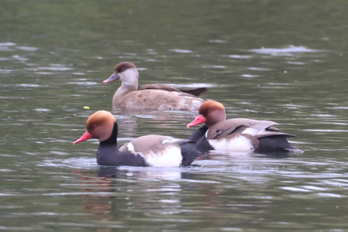 Red-crested Pochard