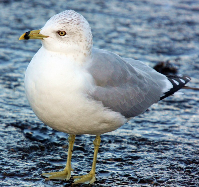 Ring-billed Gull