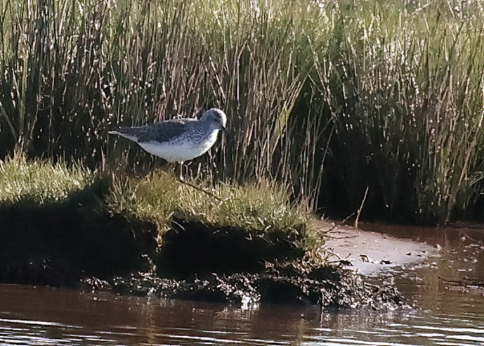 Marsh Sandpiper