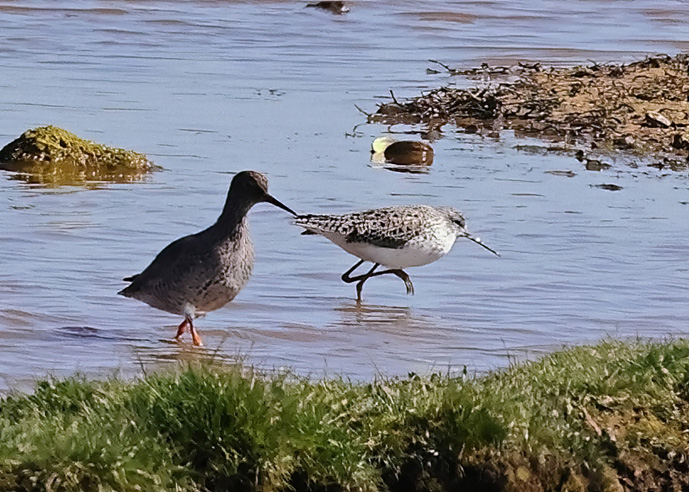 Marsh Sandpiper