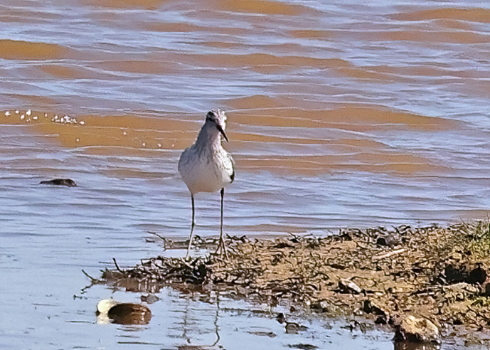 Marsh Sandpiper