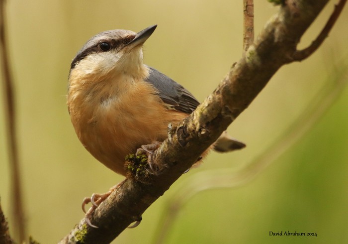 Nuthatch 