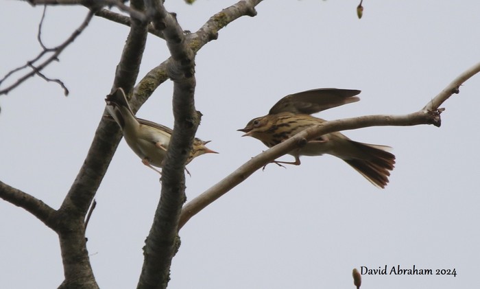 Tree Pipit 