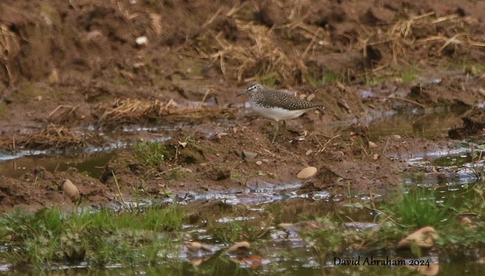 Green Sandpiper 