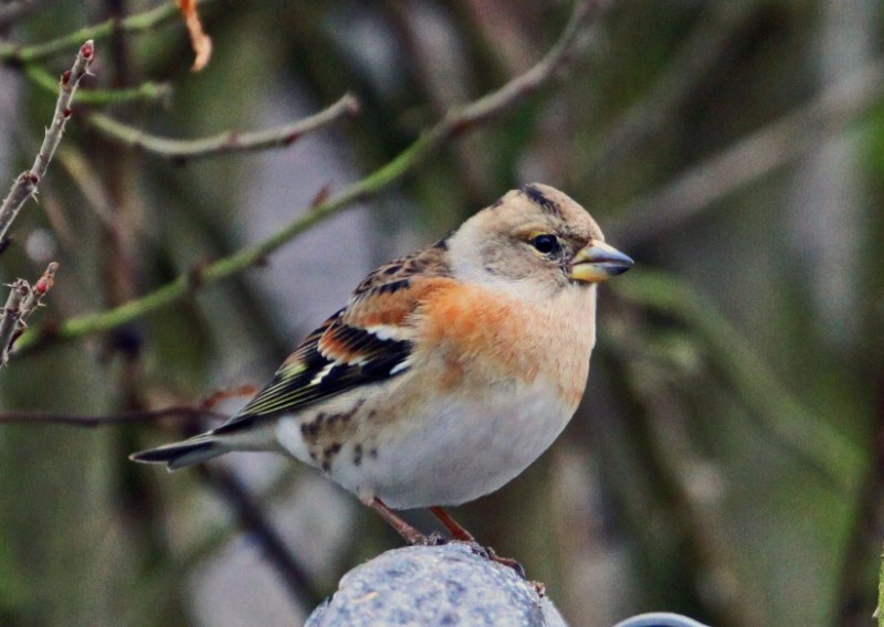Brambling