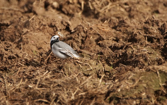 White Wagtail 