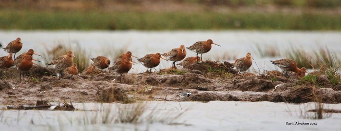 Black-tailed Godwit