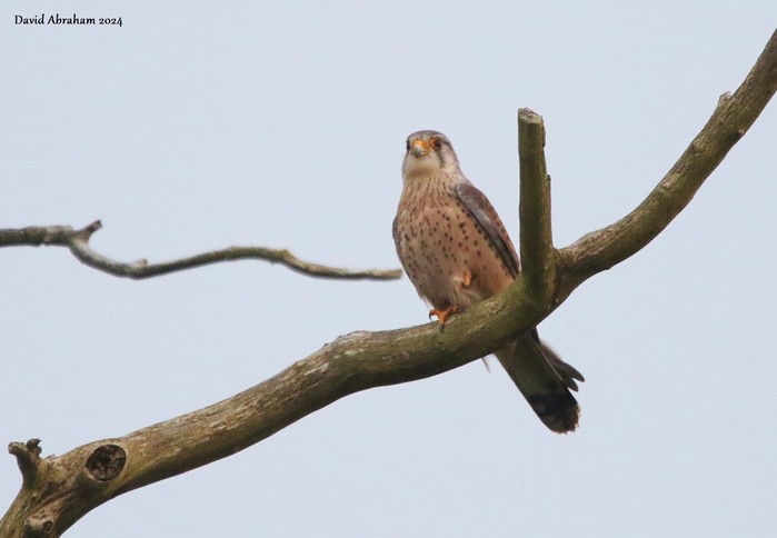 Kestrel