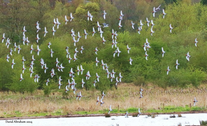Black-tailed Godwit 