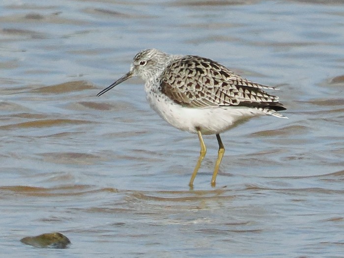 Marsh Sandpiper